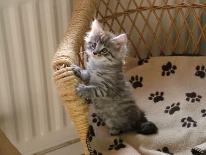 Как воспитывать кота