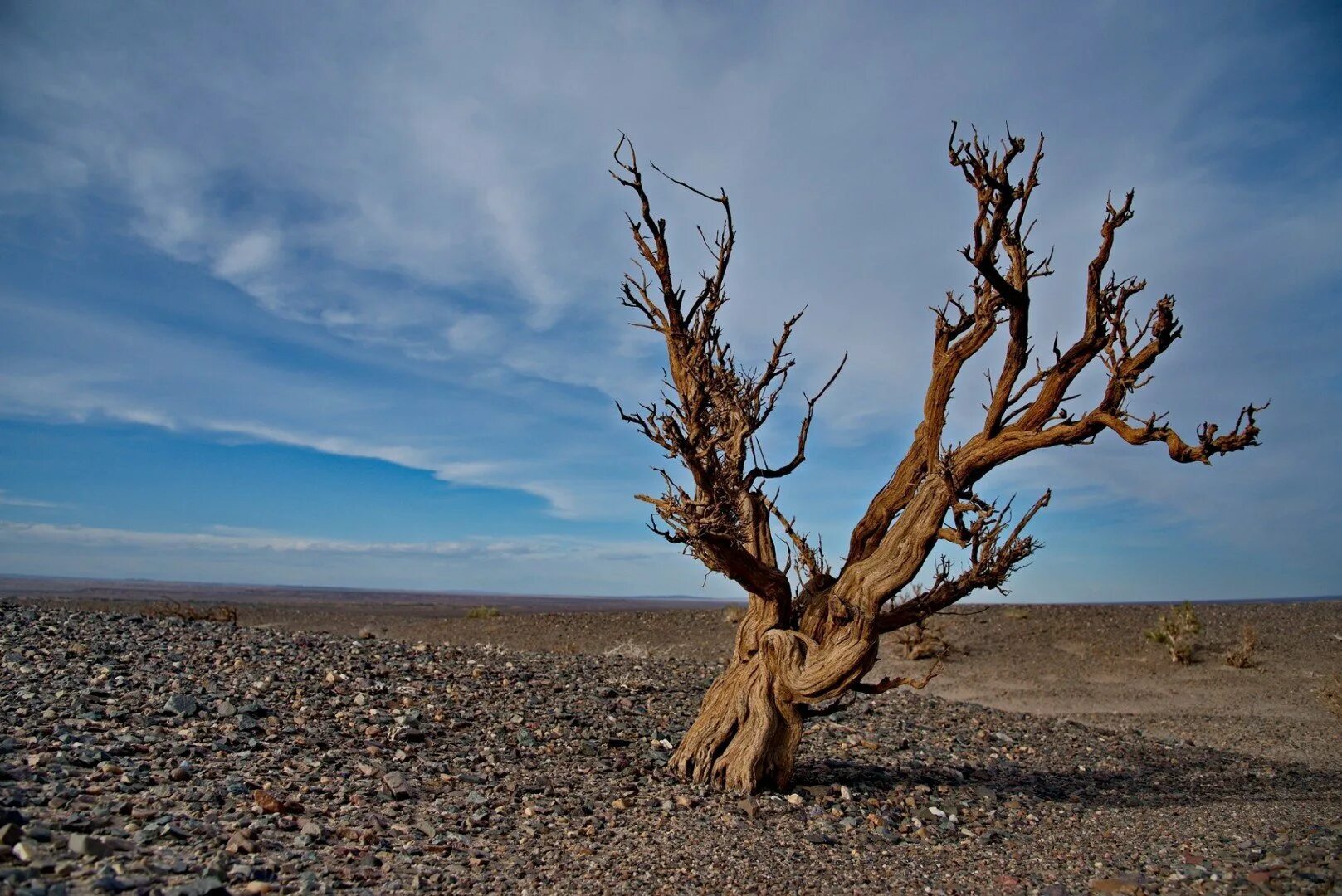 выжженная пустыня. засохшее дерево. великая сосна бристлекон. сухие деревья на земле. высохшее дерево в пустыне намиб.