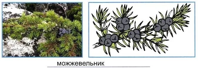 На фотографии изображено растение. Зима в мире растений окружающий мир рабочая тетрадь. Зимние растения и деревья и кустарники . Определи по силуэтам шишкам. Зима в мире растений 2 класс окружающий мир рабочая тетрадь 2. Зима в мире растений узнай шишки.