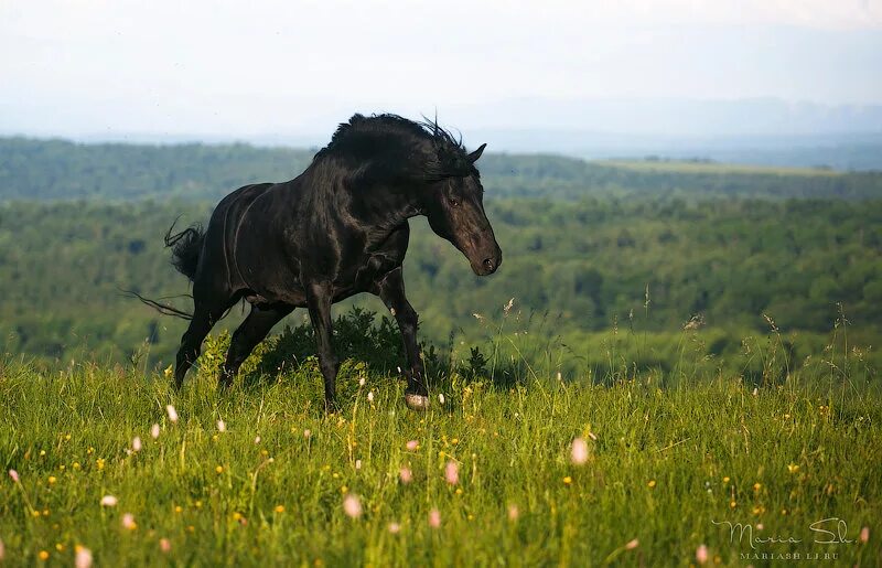 Карачаевская лошадь купить. Табун лошадей карачаевской породы. Карачаево-Черкесия порода лошадей. Шагди порода лошадей. Карачаевская порода лошадей.