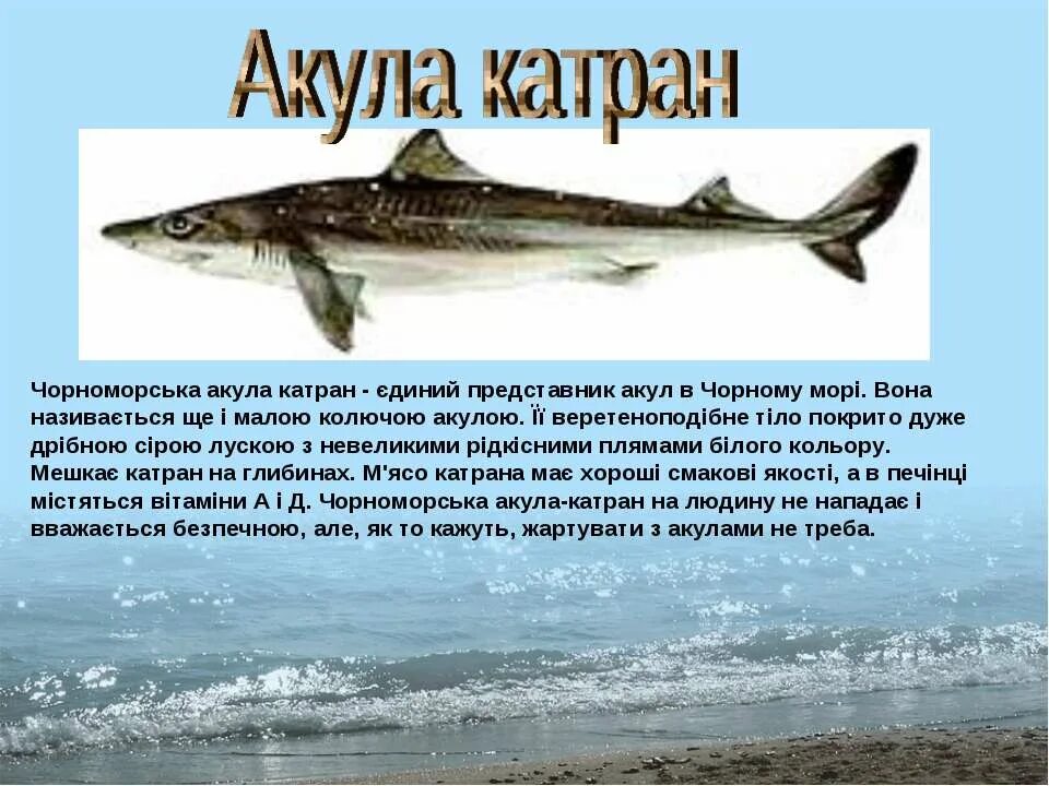 Обитатели черного моря катран. Катран акула черного моря. Катран акула черного моря. Катран акула черного моря. Катран акула черного моря.