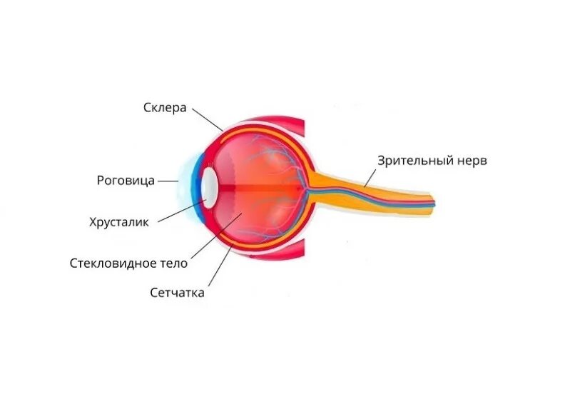 Сетчатая оболочка глаза. Кровеносные сосуды сетчатки. Строение сетчатки глаза. Повреждение сетчатки глаза.