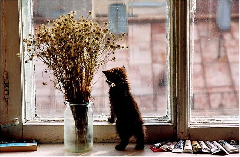 Чем проще было что он видел. Кот ждет. Кот ждет хозяина. Кот ждет у окна. Котенок у окна.