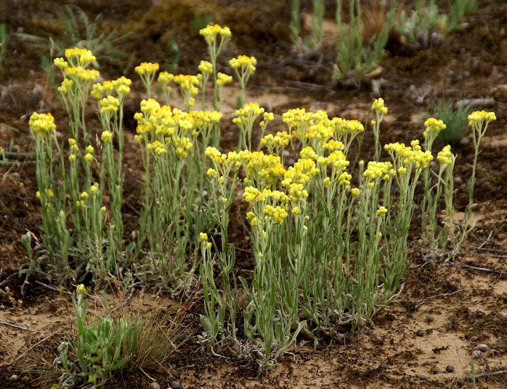 Бессмертник песчаный (цмин). Цмин песчаный (helichrysum arenarium). Бессмертник песчаный (цмин песчаный). Растение бессмертник песчаный (цмин песчаный). Бессмертник песчаный (цмин).