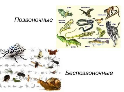 Позвоночные и беспозвоночные