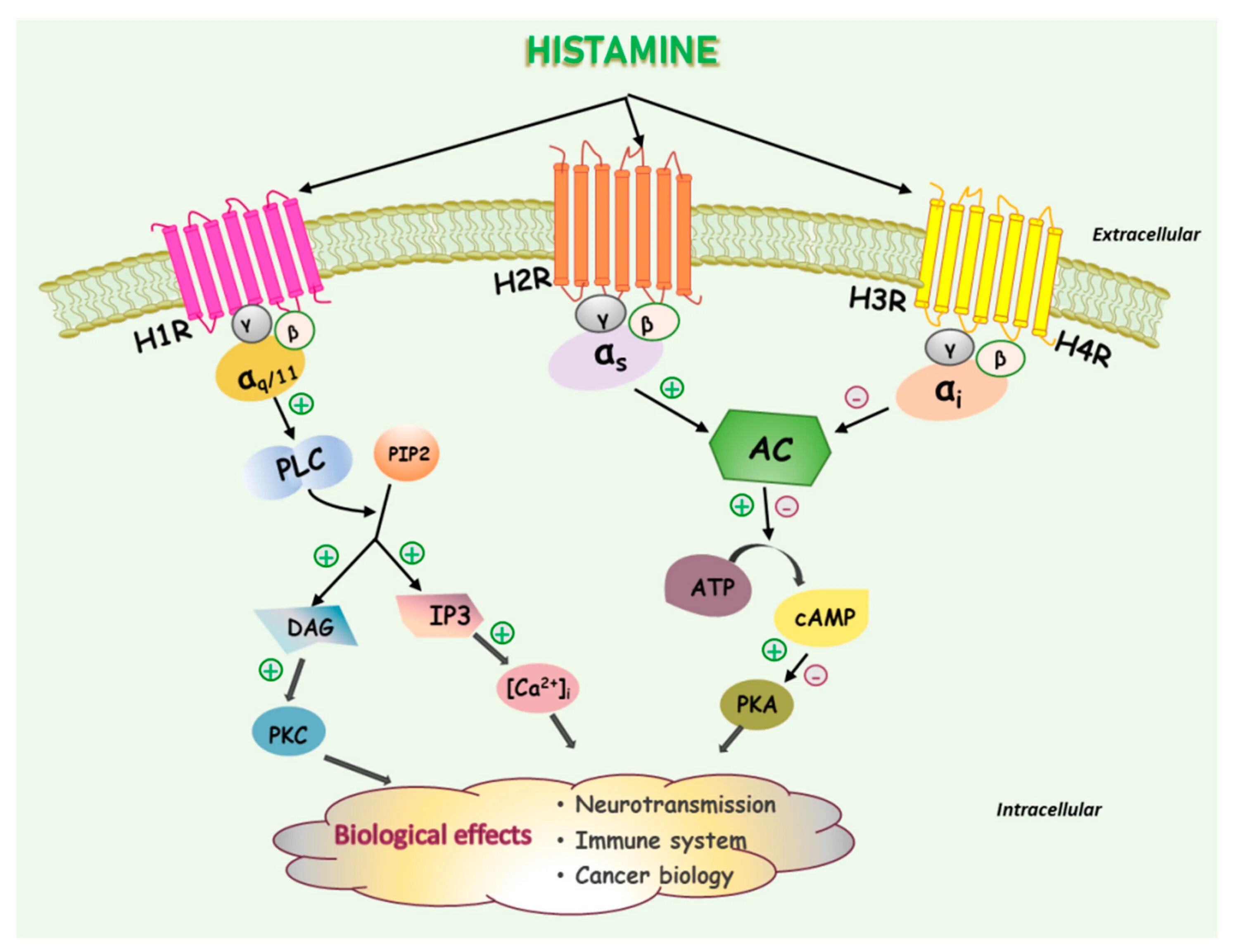 Гистамин в крови. Histamine receptors. H3 histamine receptor. Mc2r Рецептор. H2 histamine receptor location.