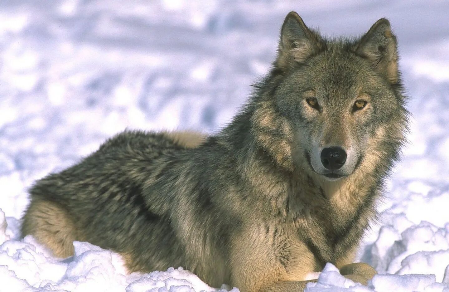 «Серый волк» (Сары Буре). Волк. Волк серый. Волк картинка.