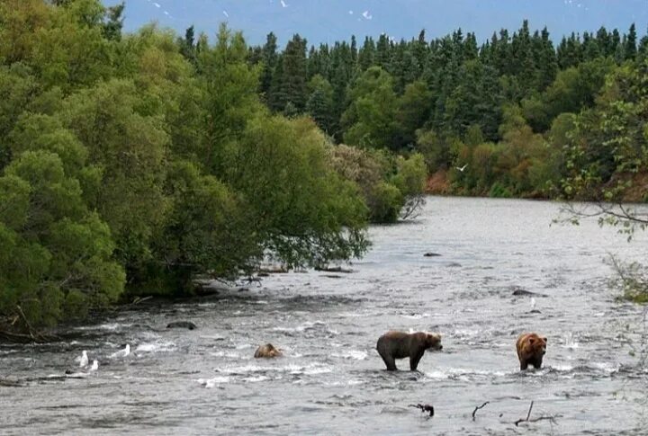Обь животные. Фауна реки Енисей. Река Обь животные реки. Река Енисей и медведь. Заповедник река Бахта.