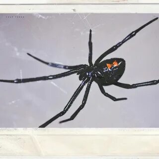 Down spiders