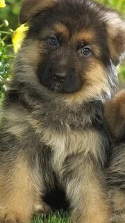 Немецкие щеночки