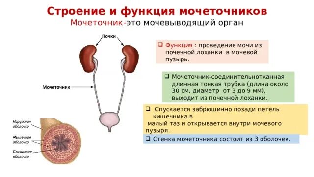 Мочеточник строение и функции. Строение и функции мочеточника и мочевого пузыря. мочеточники строение и функции. строение мочеточника мочеточника. функции мочеточника человека.