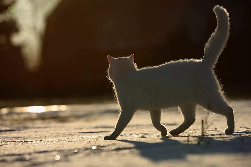 Кот бежит. Коты бегут. Кошка бегает. Белый кот бежит.