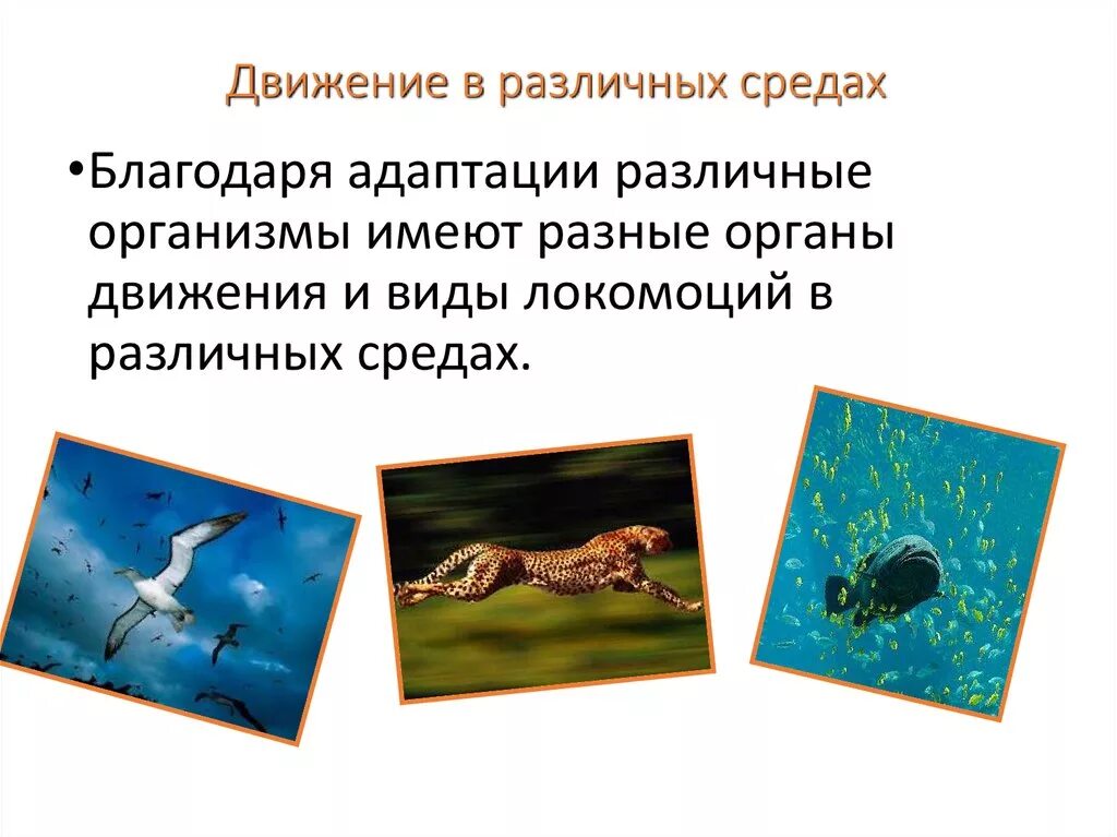 Органы и способы передвижения в водной среде. Органы движения водных животных. Характеристика органов чувств у рыб. Сообщение о передвижении животных. Типы движения организмов.