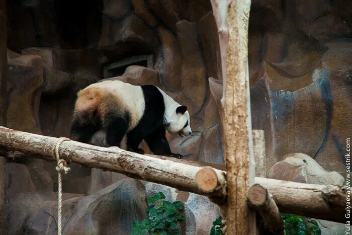 Пекинский зоопарк. Панда в Московском зоопарке. Зоопарк Ташкент Панда. Пекинский зоопарк история. Зоопарк увидеть панду