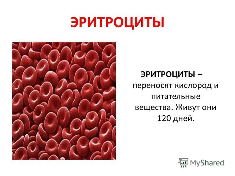 Укажите чем эритроцит человека отличается от эритроцита лягушки. Чья кровь человека или лягушки переносит больше кислорода и почему. Вывод эритроциты человека. Перенос кислорода эритроцитами. Эритроциты с кислородом и углекислым газом.