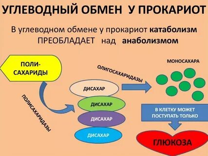 Обмен углеводов в организме человека последовательность