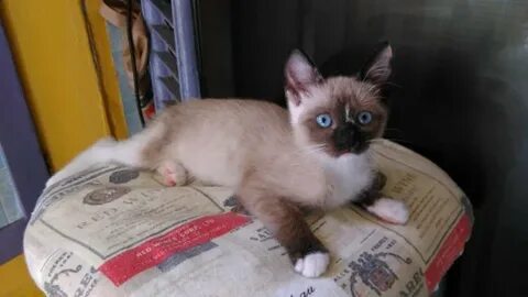 Ногинск котята в добрые