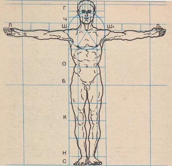 Симметричное лицо. Пропорции и симметрия человека анатомия. Симметрия лица схема. Симметрии пропорции. Симметрии пропорции.