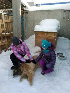 Приют пермь