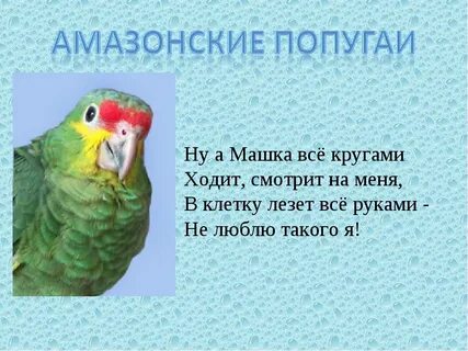 Рассказ про попугая