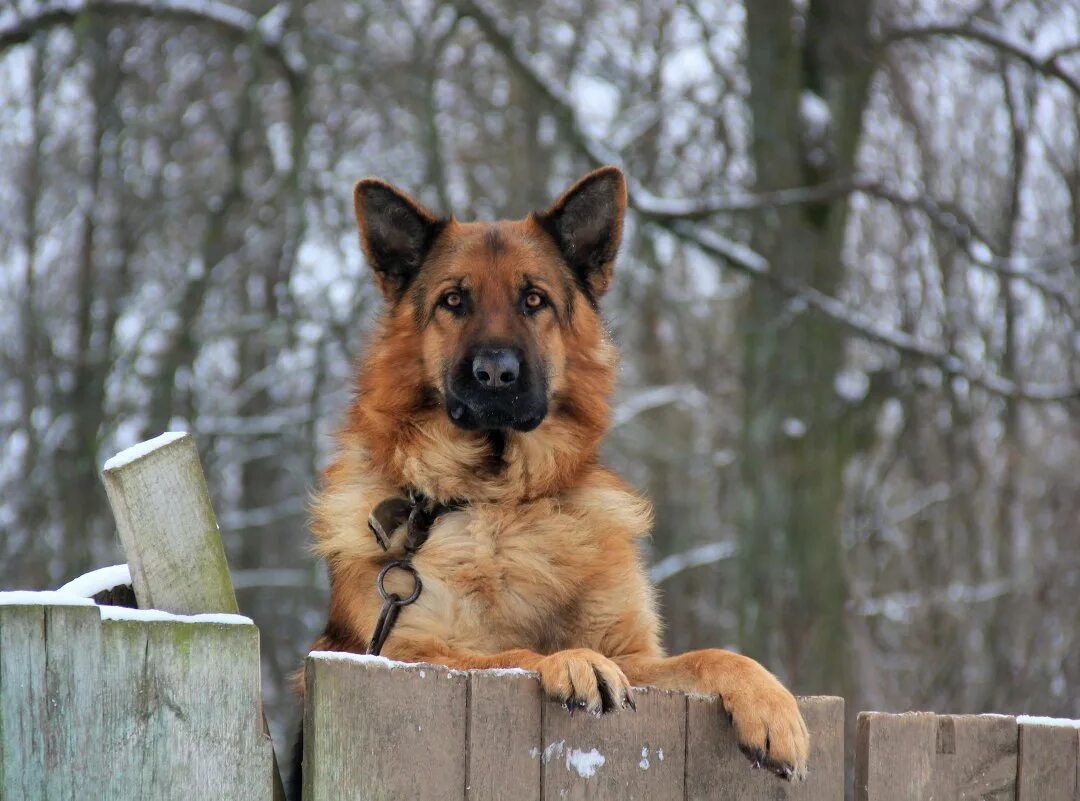 Охраняемые собаки. Охраняемые собаки. Кавказская сторожевая овчарка. Немецкая сторожевая овчарка ищейка. Черкесская овчарка.