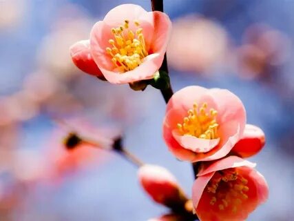 But flowers