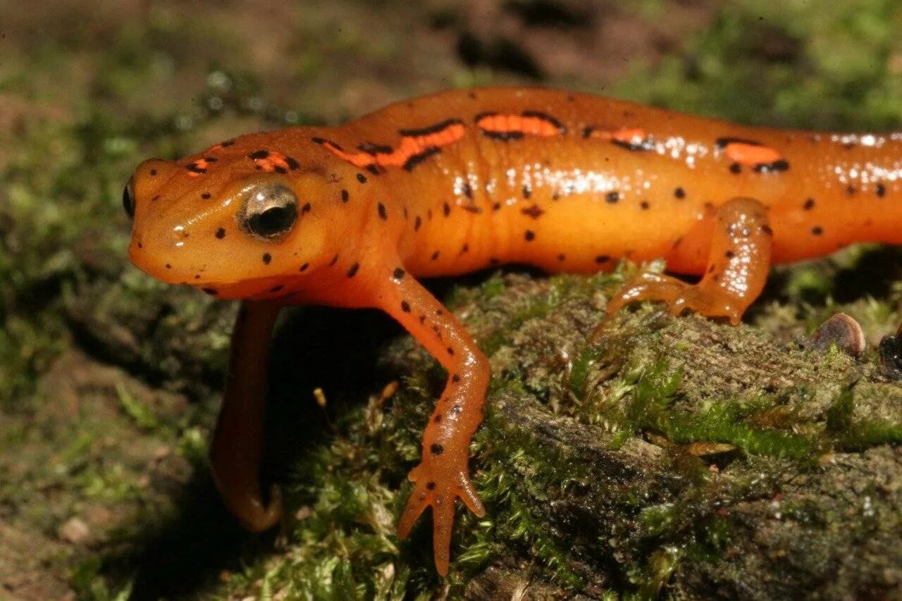 Тритон земноводное. Тритон земляной. Тритон земноводное. Тритон пятнистый. Тритон углозуб.