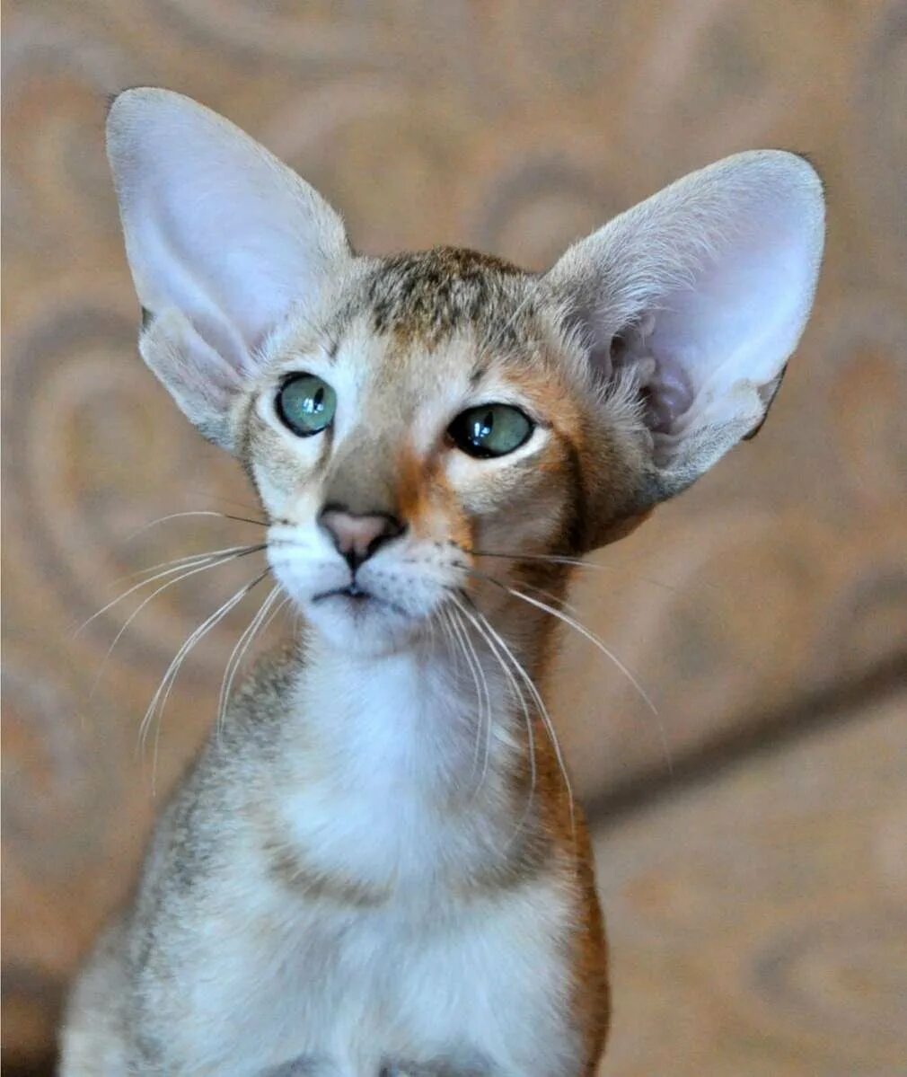 Ориентальная кошка котята. Кошка ориентал короткошёрстная. Ориентальная кошка (ориентал). Ориентальная кошка рыжая. Ориентальная кошка циннамон.