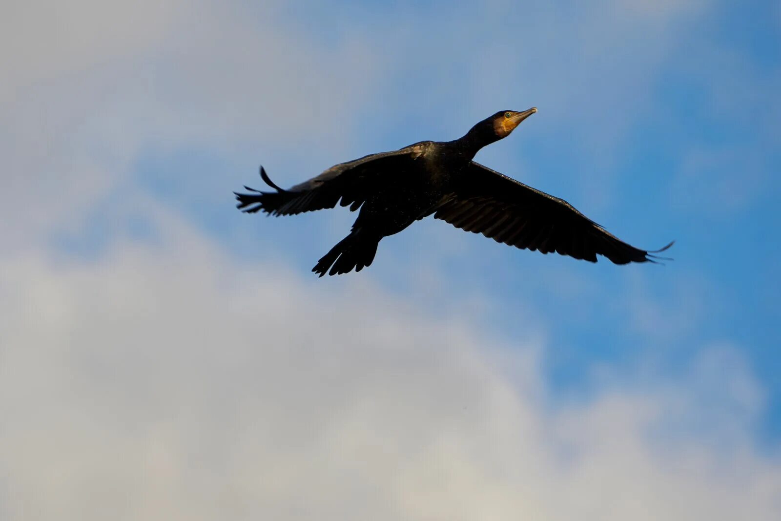 Баклан в полете фото Большой баклан (Phalacrocorax carbo). Птицы Сибири.