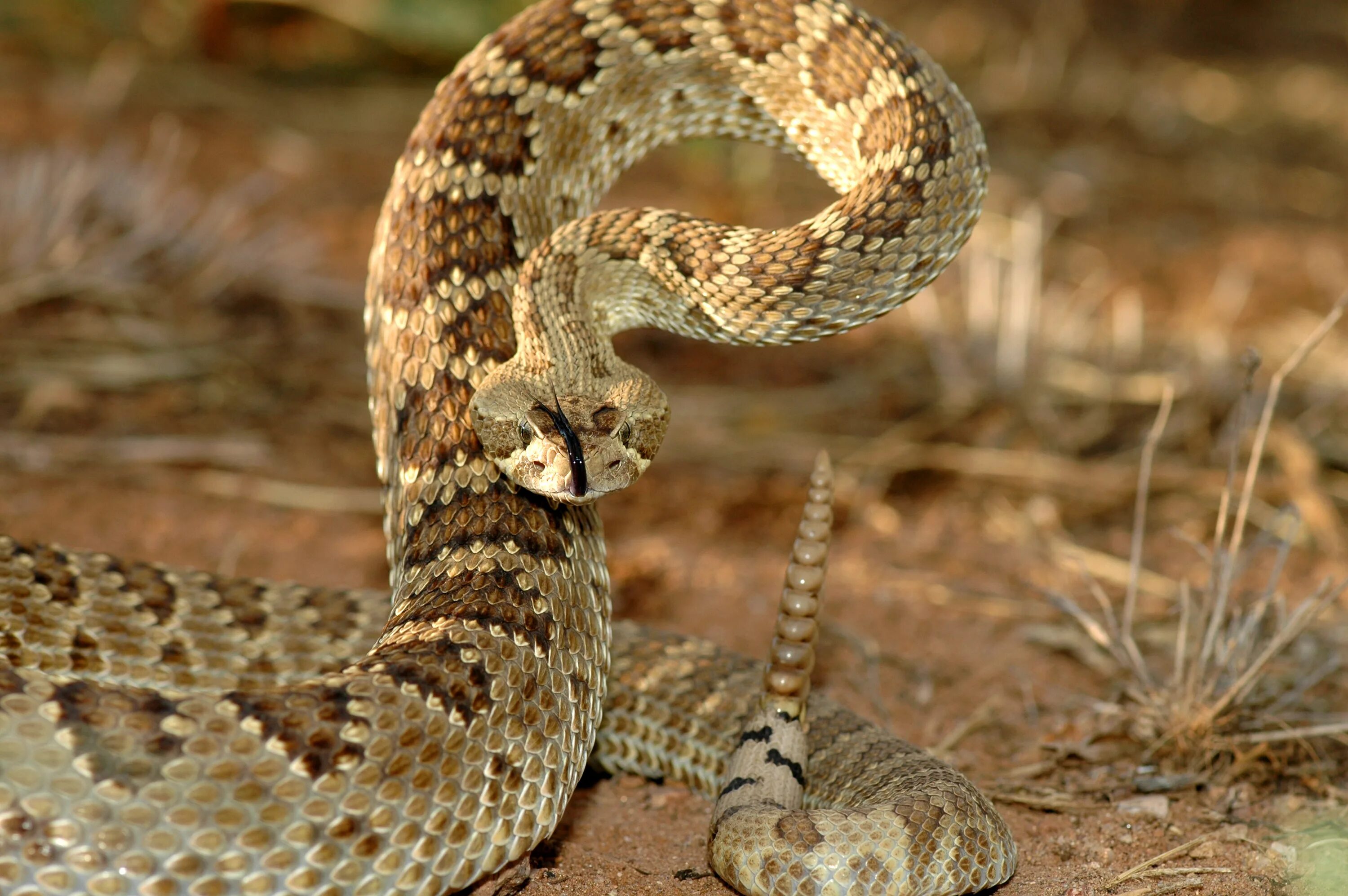 Гремучая змея 2019. Crotalus scutulatus. Кроталюс Каскавелла. Mojave Rattlesnake. Ромбический гремучник.