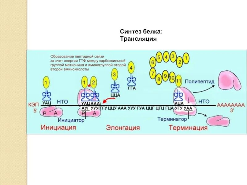 Схема искусственного синтеза белка. Трансляция Синтез белка. Искусственный Синтез белков. ГТФ В синтезе белка. Взаимосвязь биосинтеза белка и дыхания