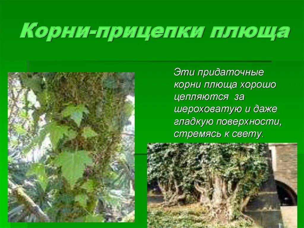 Корни прицепки функции. Корни прицепки плюща. плющ видоизменение корня. плющ видоизмененный корень.