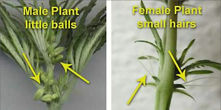 Как отличить растения. Мужское растение марихуаны. Женское растение конопли. Мужские и женские растения конопли. Пол конопли.