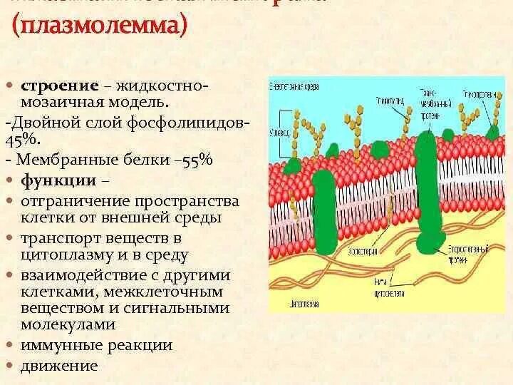 Цитолемма это. Наружная клеточная мембрана плазмалемма строение. Плазмолемма строение и функции. Таблица строение растительной клетки клеточная мембрана. Строение мембраны плазмолема.