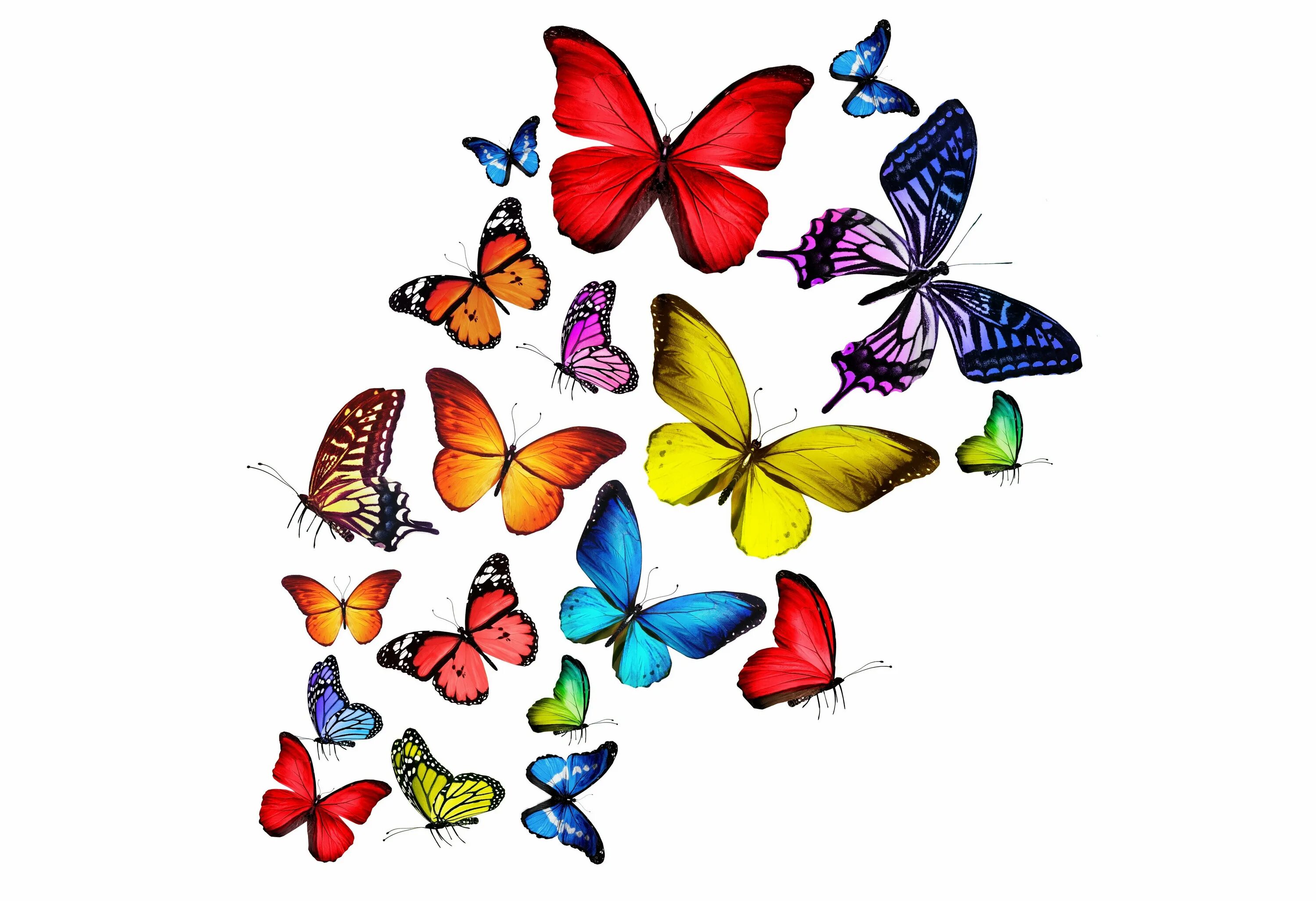 Картинки на белом фоне. Разноцветные бабочки. Бабочка рисунок. Бабочки цветные. Бабочки на белом фоне.