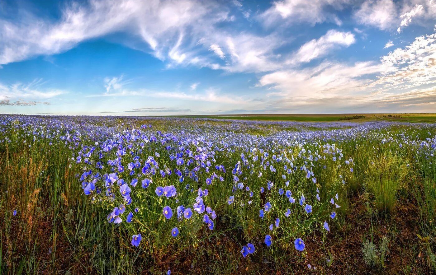 Степи ставропольского края. Зацвели поля. Зацвели поля. Поле гречиха ливны. Зацвели поля.