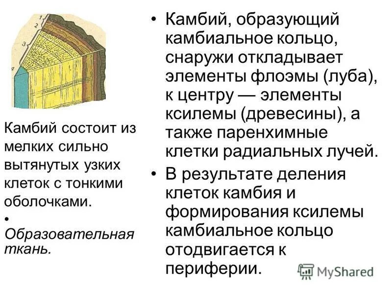 Функции ксилемы и флоэмы. Камбий. Камбий образован. Камбий строение и функции. Камбий у растений строение.