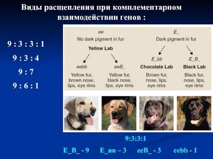 Расщепление гена