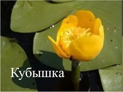 Описание кубышки