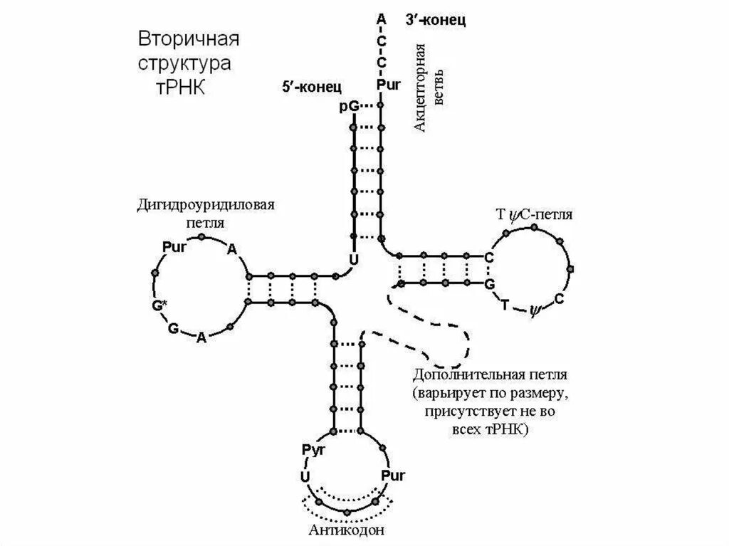 Строение транспортной РНК. Вторичная структура ТРНК. Схема строения вторичной структуры РНК. Структура транспортной РНК.