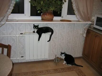 Кошка в коридоре