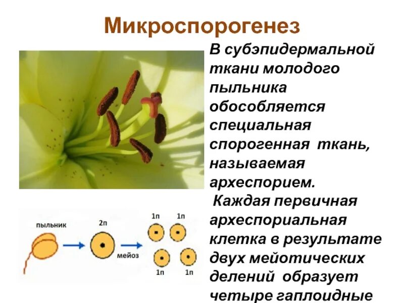 Деление клеток спорогенной ткани. Гаплоидная микроспора. Андрогенез в культуре пыльников. Макроспорогенез. Спорогенную ткань.