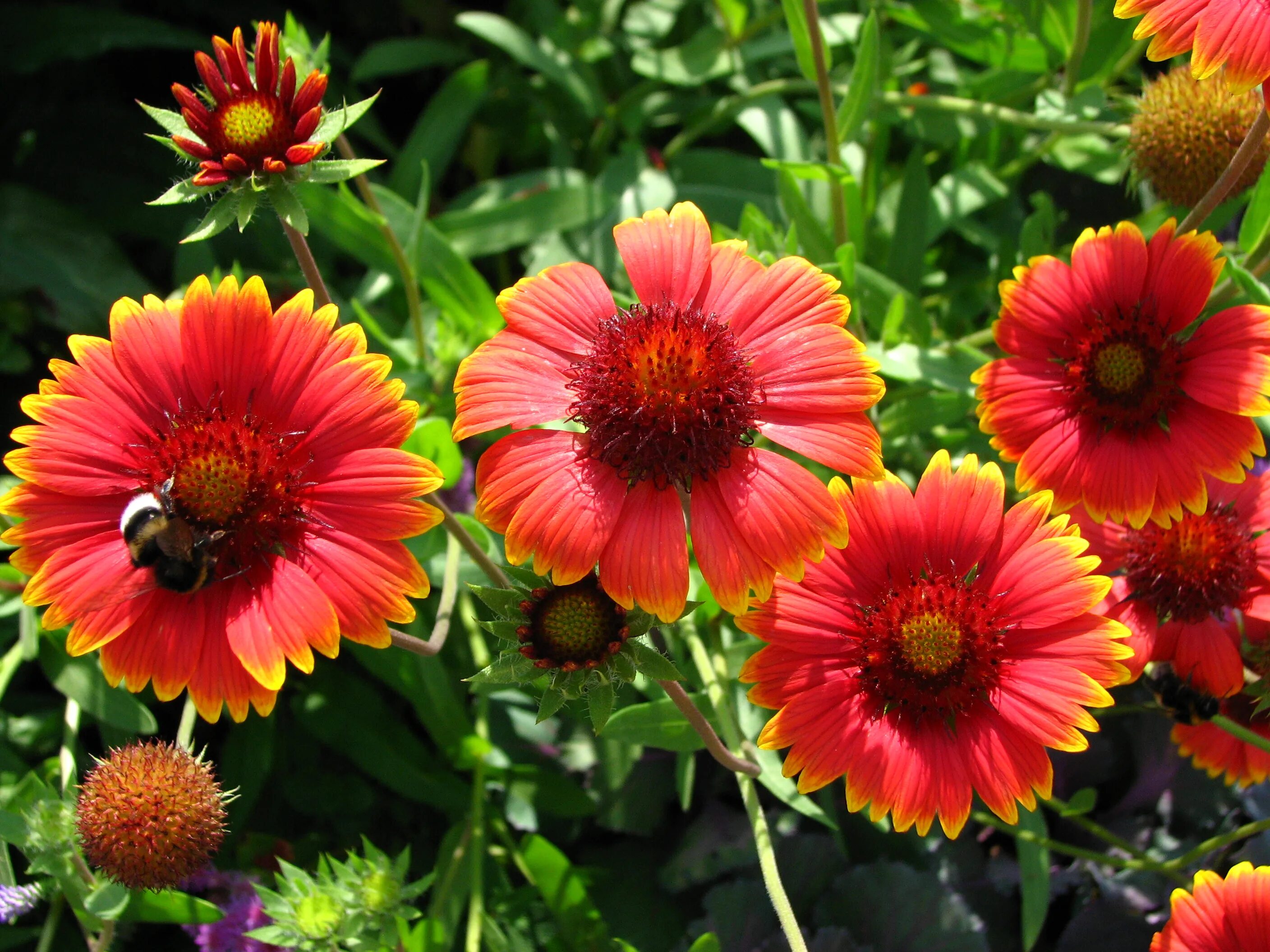 Гайлардия бургунди. Гайлардия (gaillardia). Гайлардия красная. Гайлардия аризона сан. Гайлардия остистая (gaillardia) «arizona red shades».