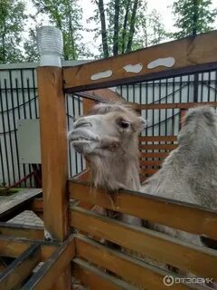 Зоопарк мадагаскар