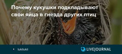 Почему подкинули яйцо