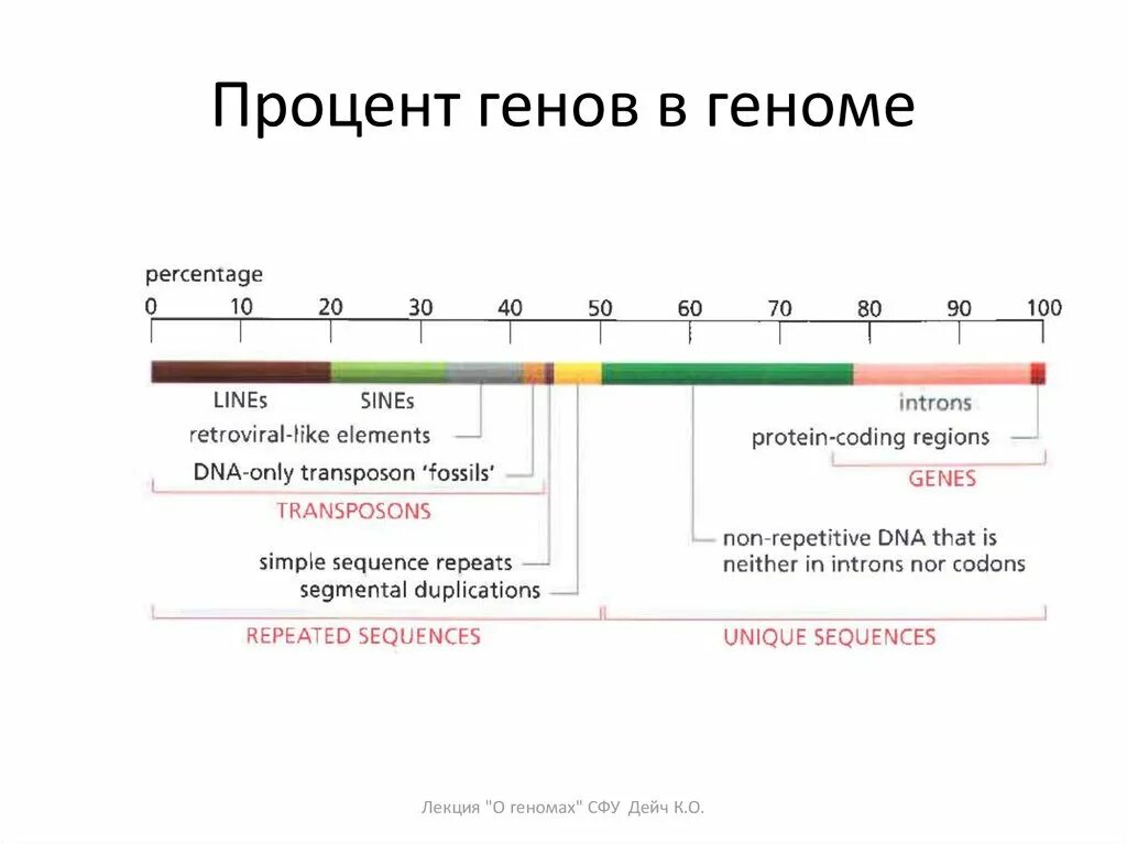 Количество генов. Ген размер. Виды расположения генов. Типы генов в геноме.