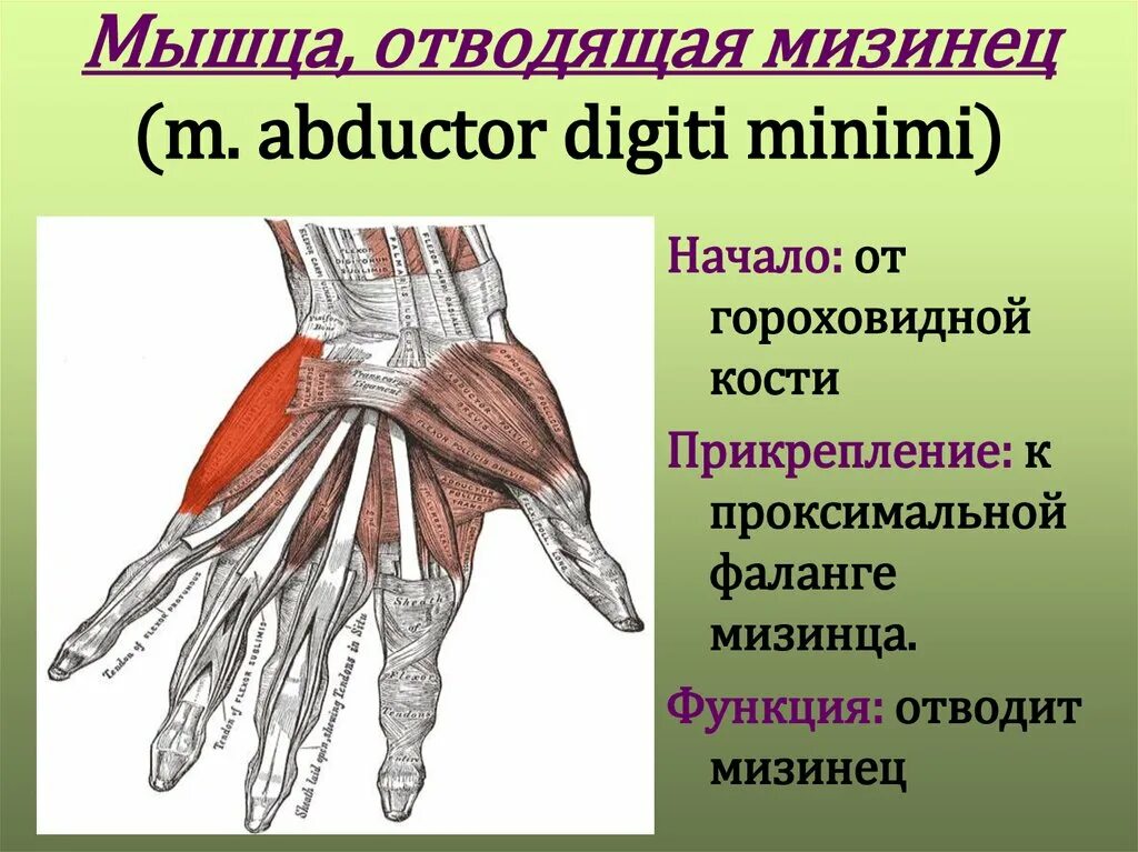 Мышца, отводящая мизинец m. abductor digiti Minimi. Мышцы мизинца кисти. Мышцы приводящие и отводящие кисть. Мышцы кисти мышцы возвышения мизинца. Приводящие латынь