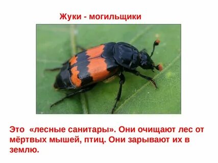 Жуки 3 класс
