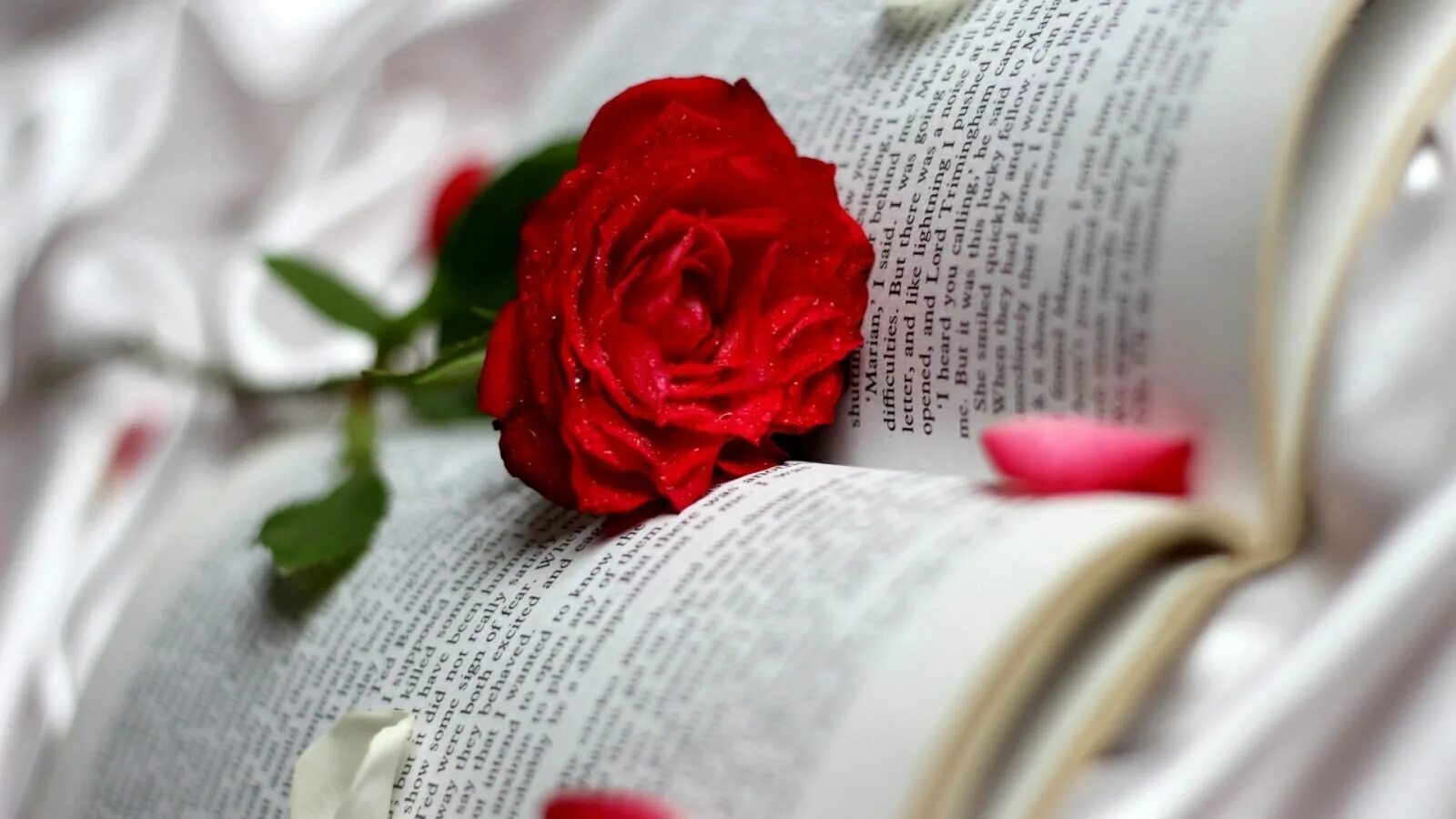 Книга розы картинки. Библия и цветы. Красивый фон с книгами. Розы фон. Книга розы картинки.