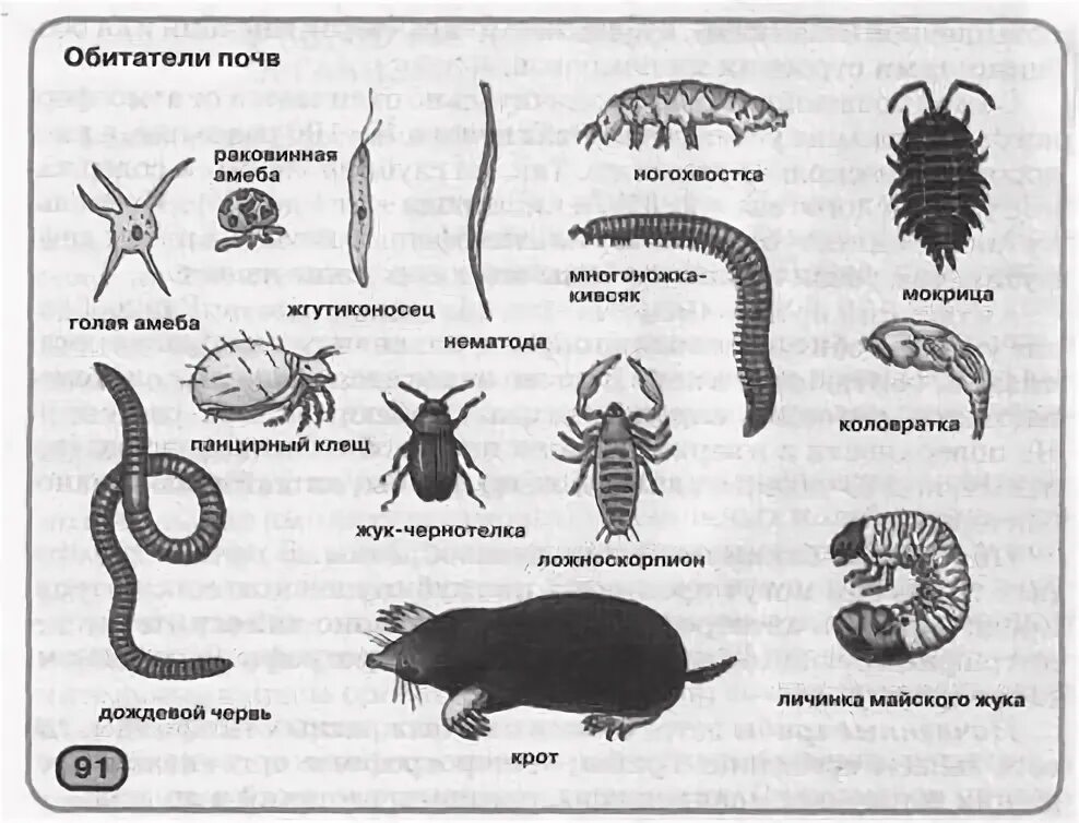 Почвенные животные названия. Обитатели почвы. Животные обитающие в почве. Обитатели почвенной среды. Животные которые обитают в почвенной среде.